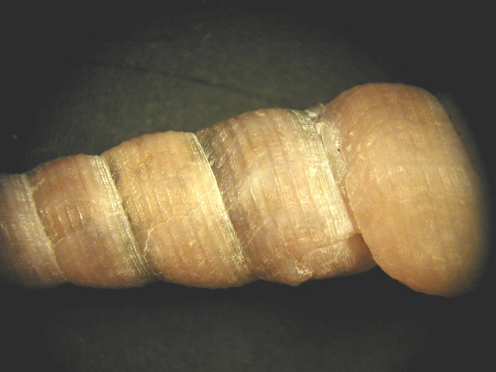 Mesalia mesal e Mesalia  brevialis?